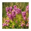 Heather | Erica x darleyensis 'Pink Harmony' | 10.5cm Pot -Eventual Sales Store PL9964 main image 1671