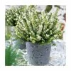 Heather | Erica Darleyensis 'White Perfection' | 10.5cm Pot