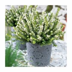 Heather | Erica Darleyensis 'White Perfection' | 10.5cm Pot