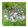 Agapanthus 'Fireworks' | 3L Pot 1 Agapanthus 'Fireworks' | 3L Pot -Eventual Sales Store PL9966 main image 33b1
