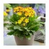 Primula Oak Leaf Yellow Picotee | 1.5 Litre Pot 1 Primula Oak Leaf Yellow Picotee | 1.5 Litre Pot -Eventual Sales Store PL9981 main image 09b7