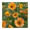 Geum Nonna | 2 Litre Pot 1 Geum Nonna | 2 Litre Pot -Eventual Sales Store PL9990 main image 79de
