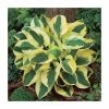 Hosta Brim Cup | 3 Litre Pot -Eventual Sales Store PL9992 main image f857