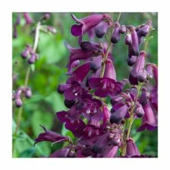 Penstemon Pristine Lilac Purple | 2 Litre Pot