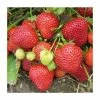 20-30cm Cambridge Favourite' Strawberry Plants | Pack of 5 Bare roots -Eventual Sales Store TR0321 main image a33a