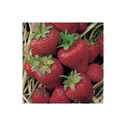 20-30cm Elsanta' Strawberry Plants | Pack of 5 Bare Roots -Eventual Sales Store TR0322 add image 2 2557