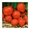20-30cm Elsanta' Strawberry Plants | Pack of 5 Bare Roots -Eventual Sales Store TR0322 main image 46f2