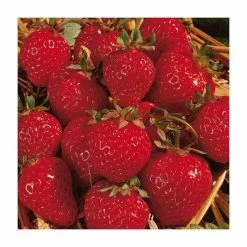20-30cm Honeoye' Strawberry Plants | Pack of 5 Bare Roots -Eventual Sales Store TR0323 add image 1 7034