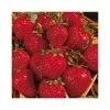 20-30cm Honeoye' Strawberry Plants | Pack of 5 Bare Roots -Eventual Sales Store TR0323 main image 4874