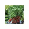 20-30cm Red Gauntlet' Strawberry Plants | Pack of 5 Bare Roots -Eventual Sales Store TR0324 main image 7642