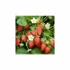 20-30cm Judibell' Strawberry Plants | Pack of 5 Bare Roots -Eventual Sales Store TR0326 main image d589