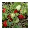20-30cm Rhapsody' Strawberry Plants | Pack of 5 Bare Roots -Eventual Sales Store TR0328 main image c720