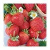 20-30cm Albion' Strawberry Plants | Pack of 5 Bare Roots 1 20-30cm Albion' Strawberry Plants | Pack of 5 Bare Roots -Eventual Sales Store TR0329 main image f3ec
