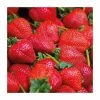 20-30cm Calypso' Strawberry Plants | Pack of 5 Bare Roots -Eventual Sales Store TR0330 main image c918