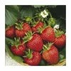 20-30cm Flamenco' Strawberry Plants | Pack of 5 Bare Roots -Eventual Sales Store TR0331 main image e21c