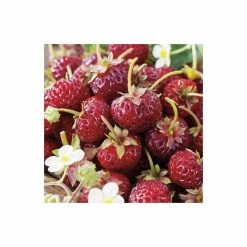 20-30cm Framberry' Strawberry Plants | Pack of 5 Bare Roots -Eventual Sales Store TR0332 add image 1 0c2b