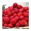 20-30cm Framberry' Strawberry Plants | Pack of 5 Bare Roots -Eventual Sales Store TR0332 main image 03e1