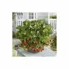 20-30cm 'Mara des Bois' Strawberry Plants | Everbearer | Pack of 5 Bare Roots 2 20-30cm 'Mara des Bois' Strawberry Plants | Everbearer | Pack of 5 Bare Roots -Eventual Sales Store TR0333 main image ffd0