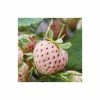 20-30cm 'Pineberry' Strawberry Plants | Pack of 5 Bare Roots -Eventual Sales Store TR0334 main image 3e58
