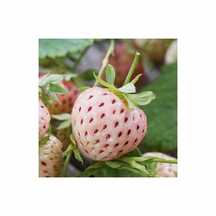 20-30cm 'Pineberry' Strawberry Plants | Pack of 5 Bare Roots 3 20-30cm 'Pineberry' Strawberry Plants | Pack of 5 Bare Roots
