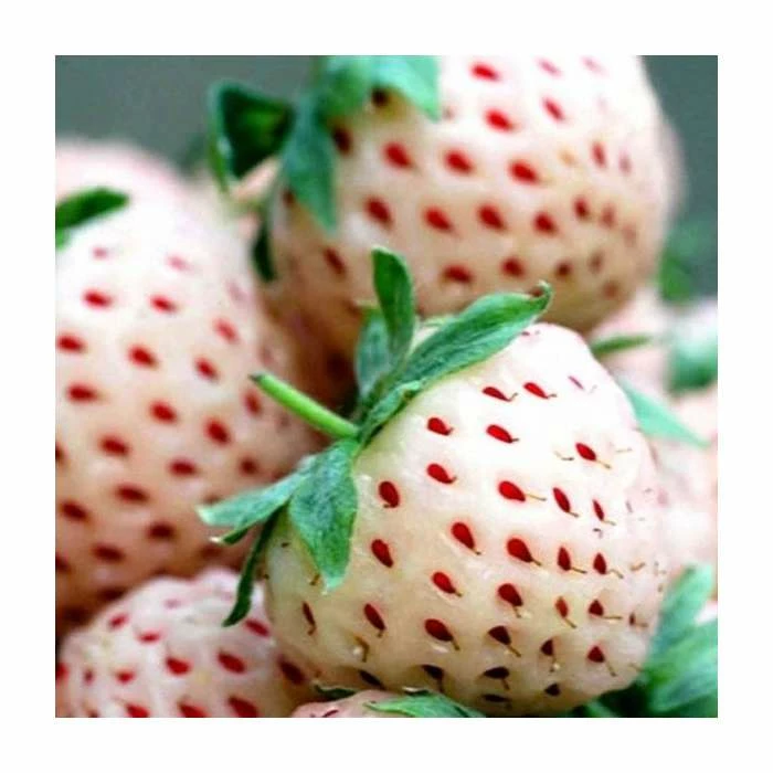 20-30cm 'Pineberry' Strawberry Plants | Pack of 5 Bare Roots 4 20-30cm 'Pineberry' Strawberry Plants | Pack of 5 Bare Roots - Image 2