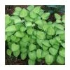 20-50cm Hosta 'Emerald Tiara' - 4L pot 1 20-50cm Hosta 'Emerald Tiara' - 4L pot -Eventual Sales Store TR0350 main image 758b