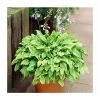 20-50cm Hosta 'Golden Tiara' | 1L Pot