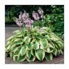 20-50cm Hosta 'Wide Brim' | 1L Pot -Eventual Sales Store TR1291 main image 0b5d